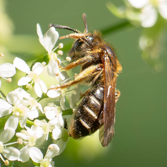 Andrena chrysosceles (Hawthorn Mining Bee).jpg